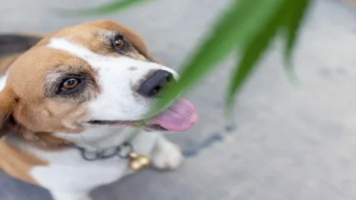 Why CBD For Dogs Is A Top Choice For Pet Owners